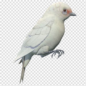 Bird Finch White, White pigeon material free to pull transparent background PNG clipart