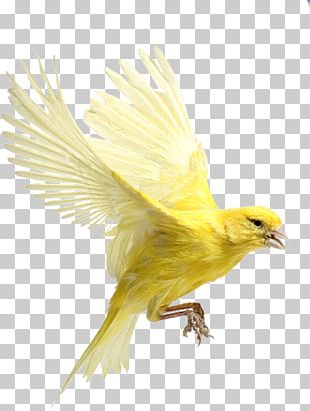 Bird Finches Beak Harz Roller Atlantic Canary PNG, Clipart, Animal ...