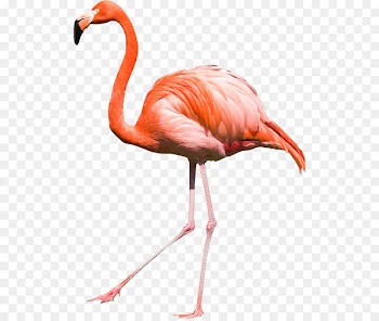 Bird Flamingos - Flamingo PNG 