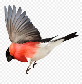 Bird flight Beak Bird flight Feather - bird 