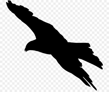 Bird flight Bird flight Bald Eagle Silhouette - Bird 