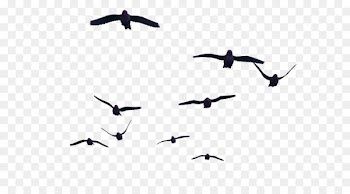 Bird flight Bird flight Clip art - Bird PNG 
