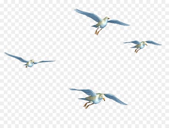 Bird flight Bird flight Clip art - Flying Birds Png 