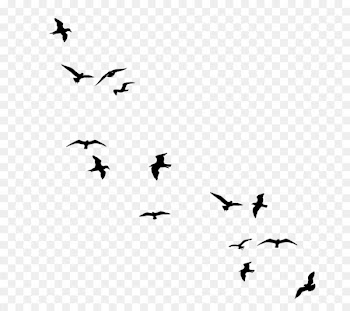 Bird flight Bird flight Gulls Clip art - Black And White Butterflies Pictures 