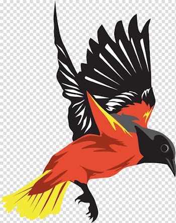 Bird flight Bird flight Wing, Colorful wild goose transparent background PNG clipart