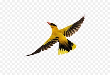 Bird Flight - Birds flying 