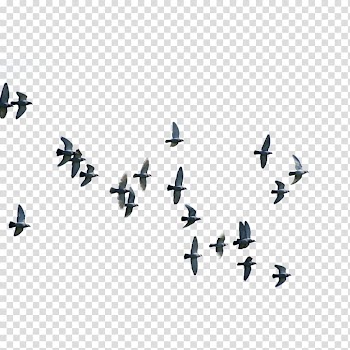 Bird Flight Columbidae Wing, Birds transparent background PNG clipart