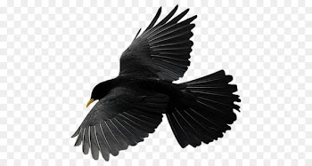 Bird Flight Common raven Vector graphics Crow - bird 