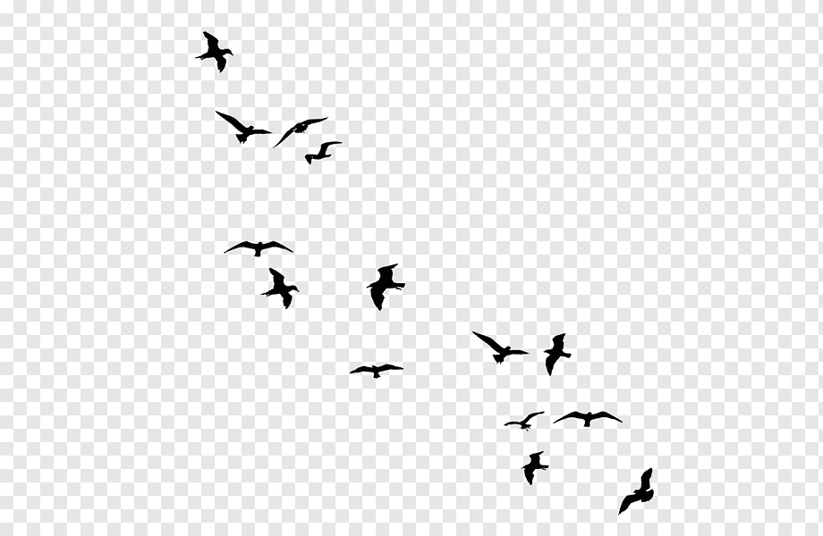 Bird flight Drawing, fly pigeons, watercolor Painting, animals, monochrome png