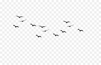 Bird flight Flock - Bird 