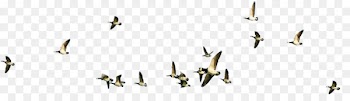 Bird Flight Flock - Flying bird 
