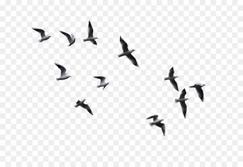 Bird Flight Gulls - flying bird 