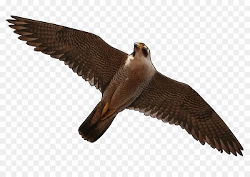 Bird Flight Heron Buzzard Falcon - bird 