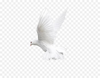 Bird Flight Owl Beak - White Flying Pigeon Png Image 
