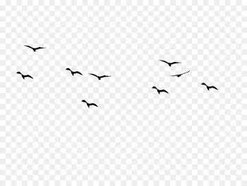 Bird flight Swallow Silhouette Drawing - Bird 