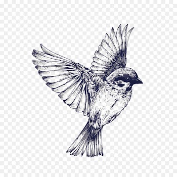 Bird flight Tattoo Drawing Swallow - Vector hand painted sparrow 