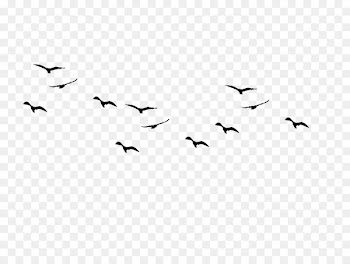 Bird Flock Clip art - Bird 