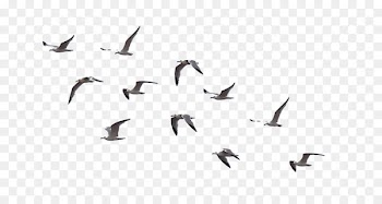 Bird Flock Drawing Clip art - Bird 