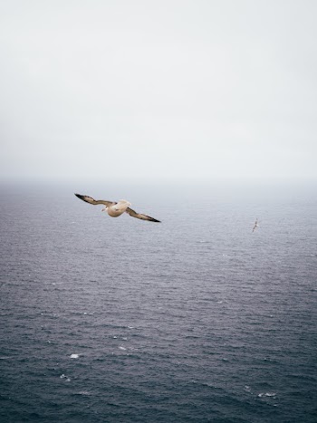 Bird Flying