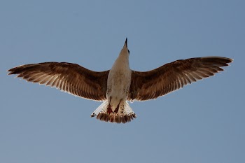Bird Flying