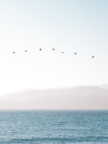 bird flying above water under white sky during daytime photo