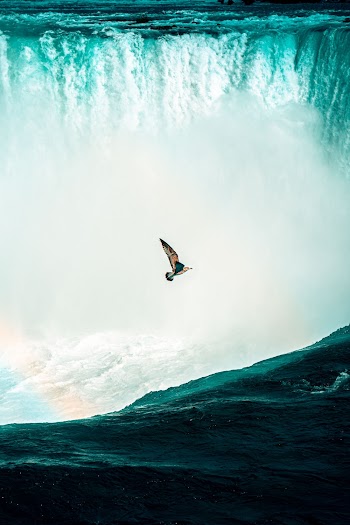 Bird Flying Above Waterfalls