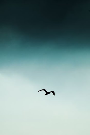 bird flying in sky