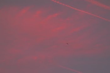Bird Flying in the Sky · Free Stock Photo