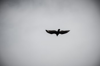 Bird Flying on Sky