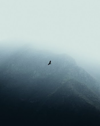 Bird Flying over a Foggy Mountain