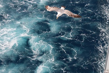 Bird Flying Over Body Of Water