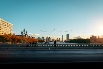 Bird Flying over Bridge