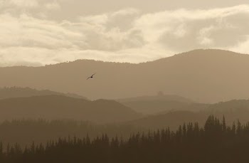 bird flying over mountain with trees