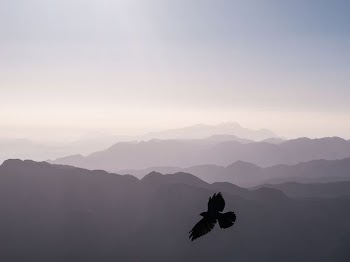 bird flying over mountains