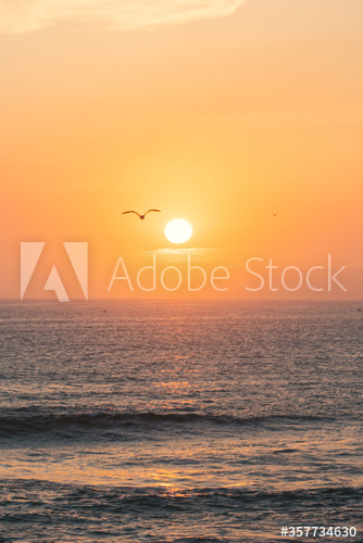 Bird flying over sea during sunset