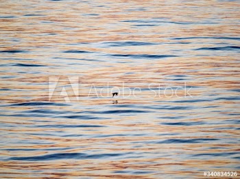 Bird flying over the water