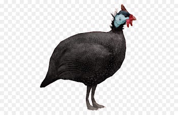 bird fowl flightless bird beak cassowary