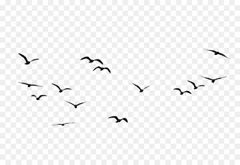 Bird Goose Flight Clip art - flock of birds 