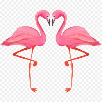 Bird Greater flamingo American flamingo - flamingo illustration 