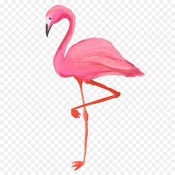 Bird Greater flamingo American flamingo T-shirt - flamingos 