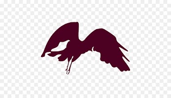 Bird, Gulls, Beak, Logo, Wing PNG