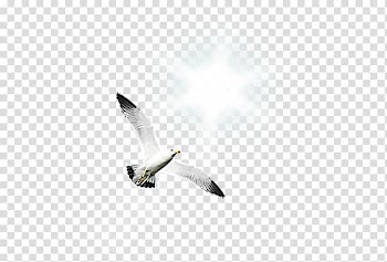 Bird Gulls Shunde District, White Gull transparent background PNG clipart