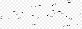 Bird Gulls Silhouette Clip art - flock of birds 
