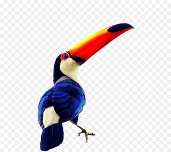 Bird Hornbill Toco toucan Beak Keel-billed toucan - taucan watercolor 