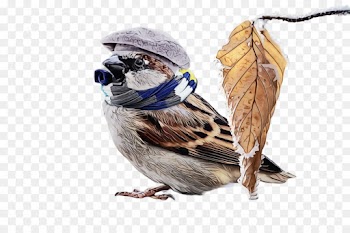 bird house sparrow songbird jay perching bird