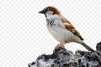 bird house sparrow sparrow beak songbird