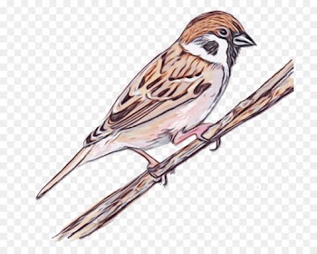 bird house sparrow sparrow chipping sparrow beak
