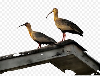 bird ibis beak shorebird crane-like bird