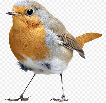 Bird Icon - Birds,Birds 