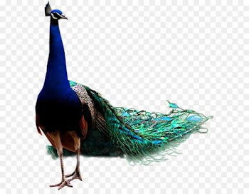 Bird Icon - peacock 